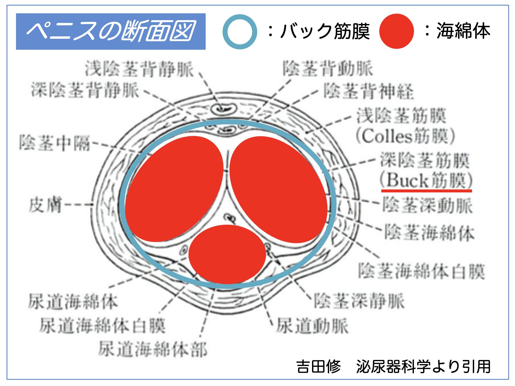 バック筋膜説明図