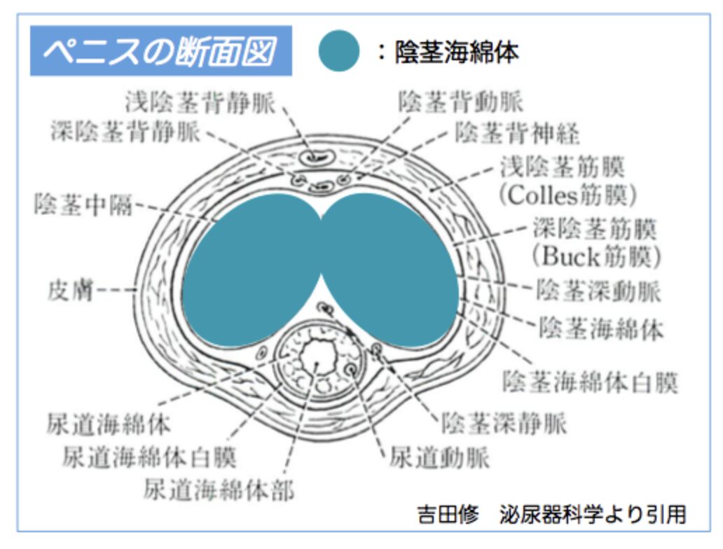 ペニスの断面図