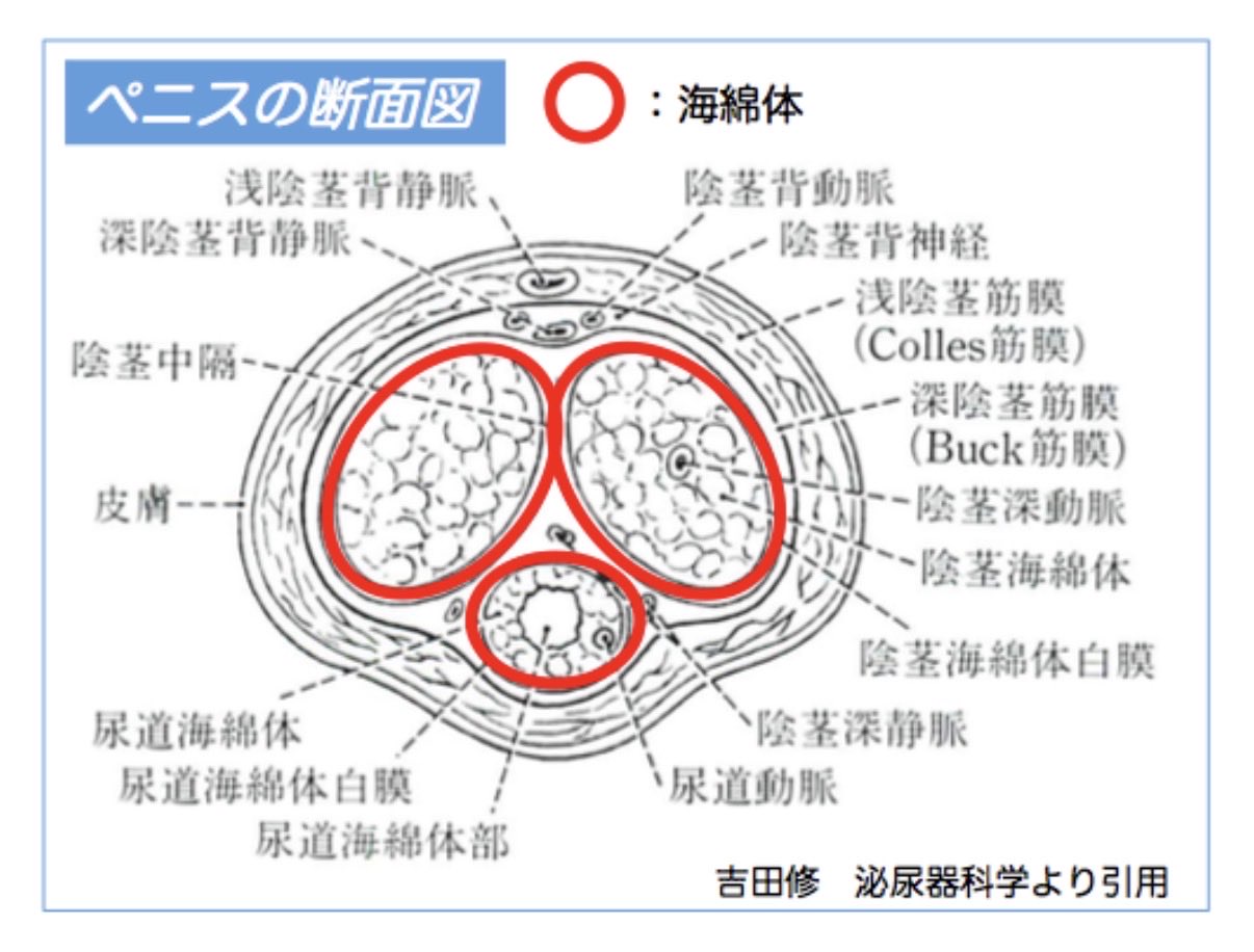 海綿体の位置を示すペニスの断面図