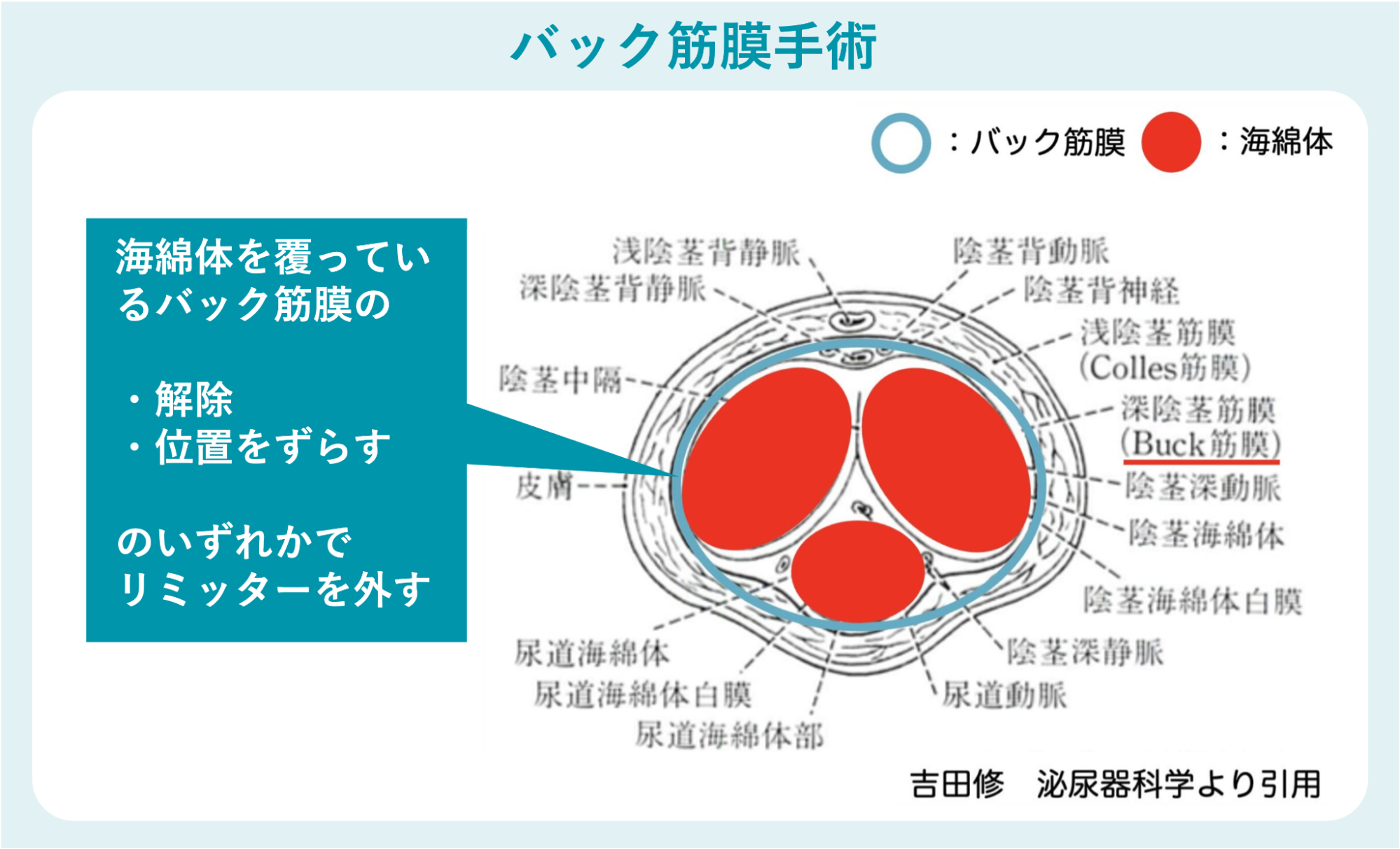 【安心・コスパ良】バック筋膜手術による長茎手術の費用相場「約40〜66万円」