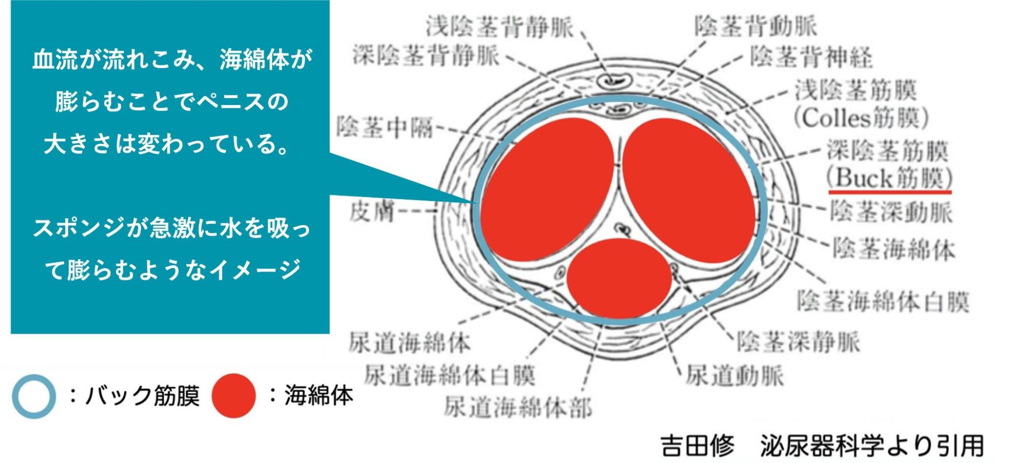 ペニスの断面と勃起時に増大する仕組みの解説