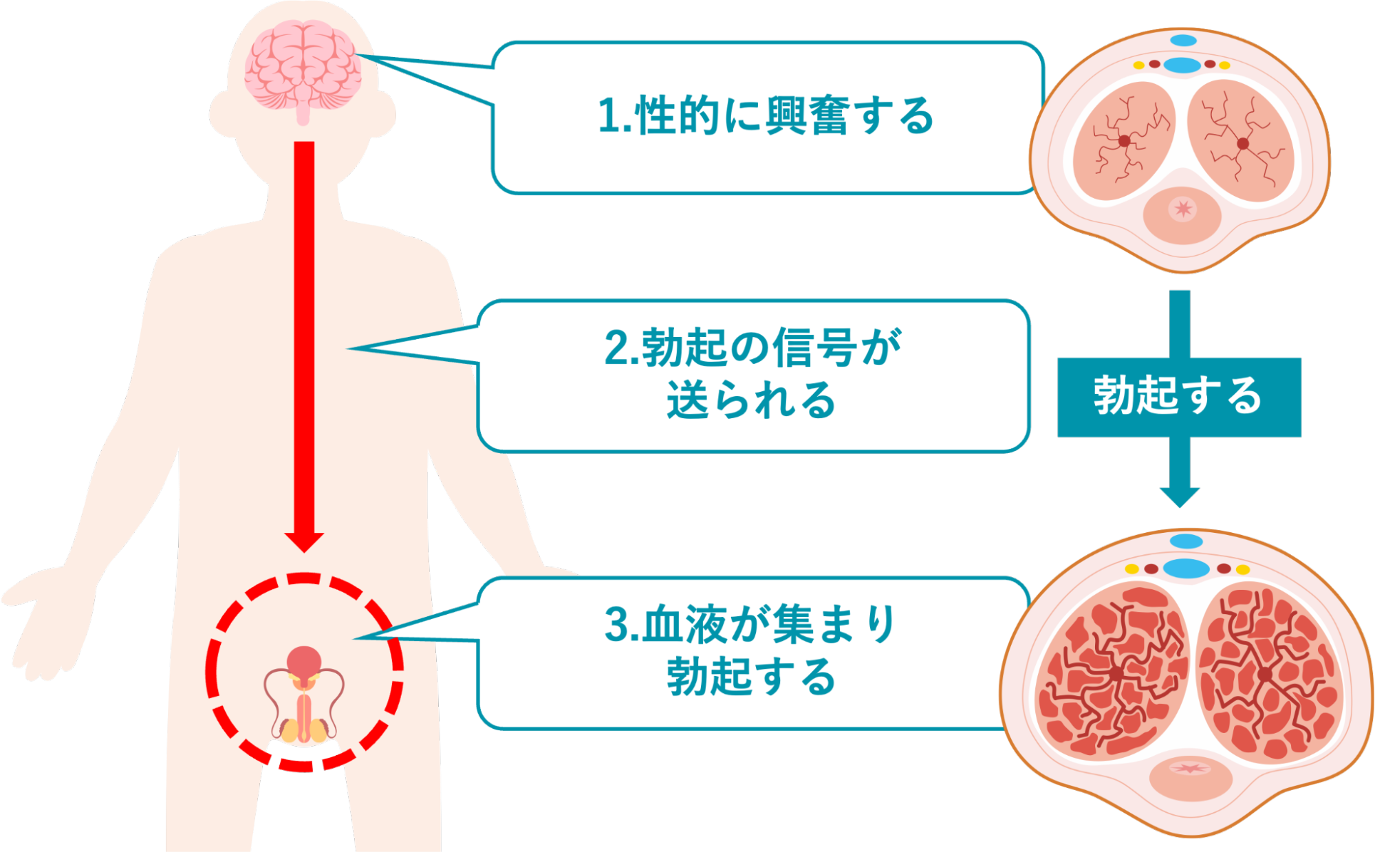 勃起時の海綿体の働き