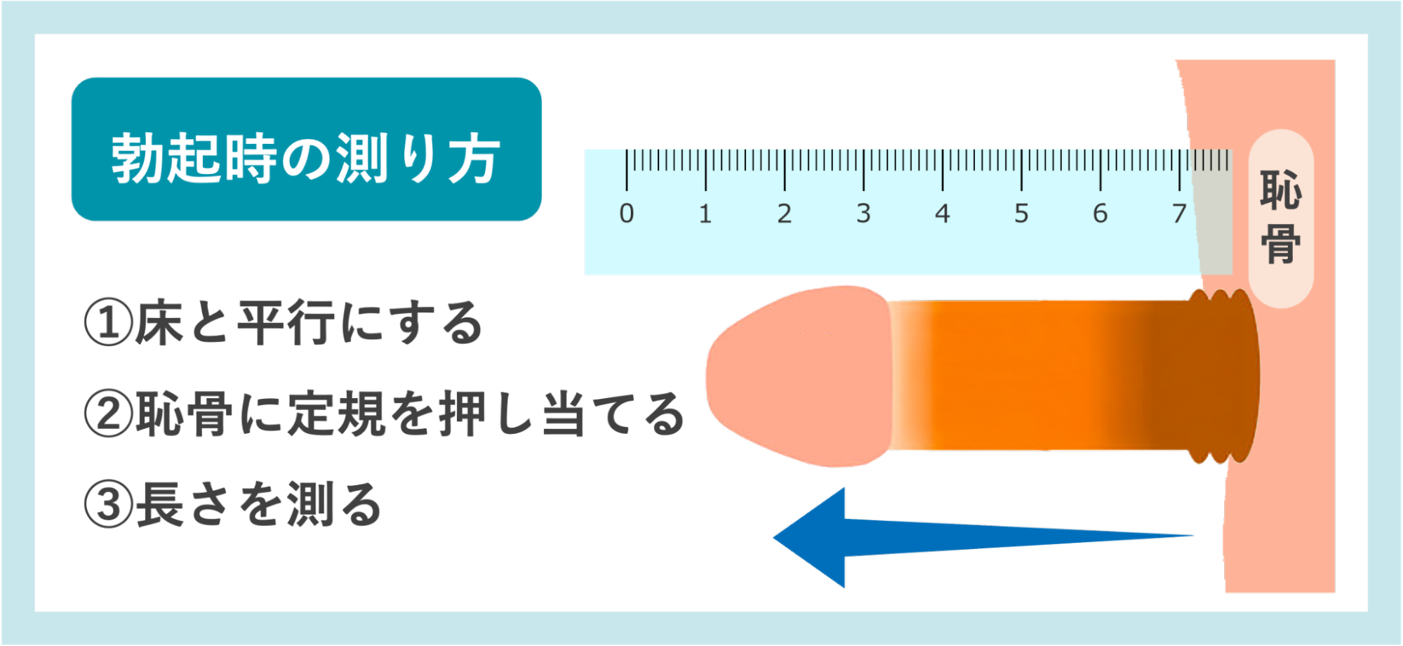 勃起時のサイズの測り方