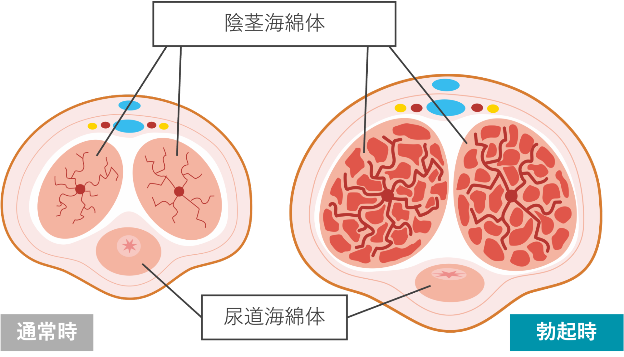 通常時と勃起時の「陰茎海綿体」と「尿道海綿体」のイメージ