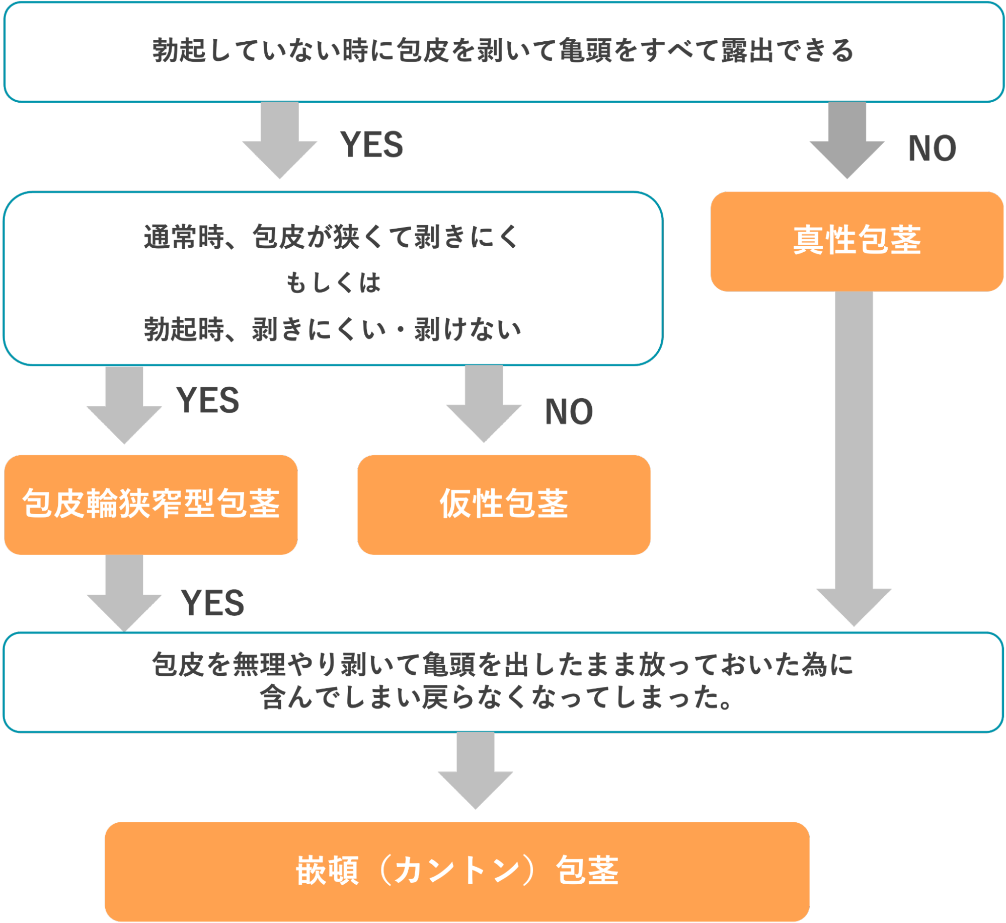 包茎タイプの診断チャート