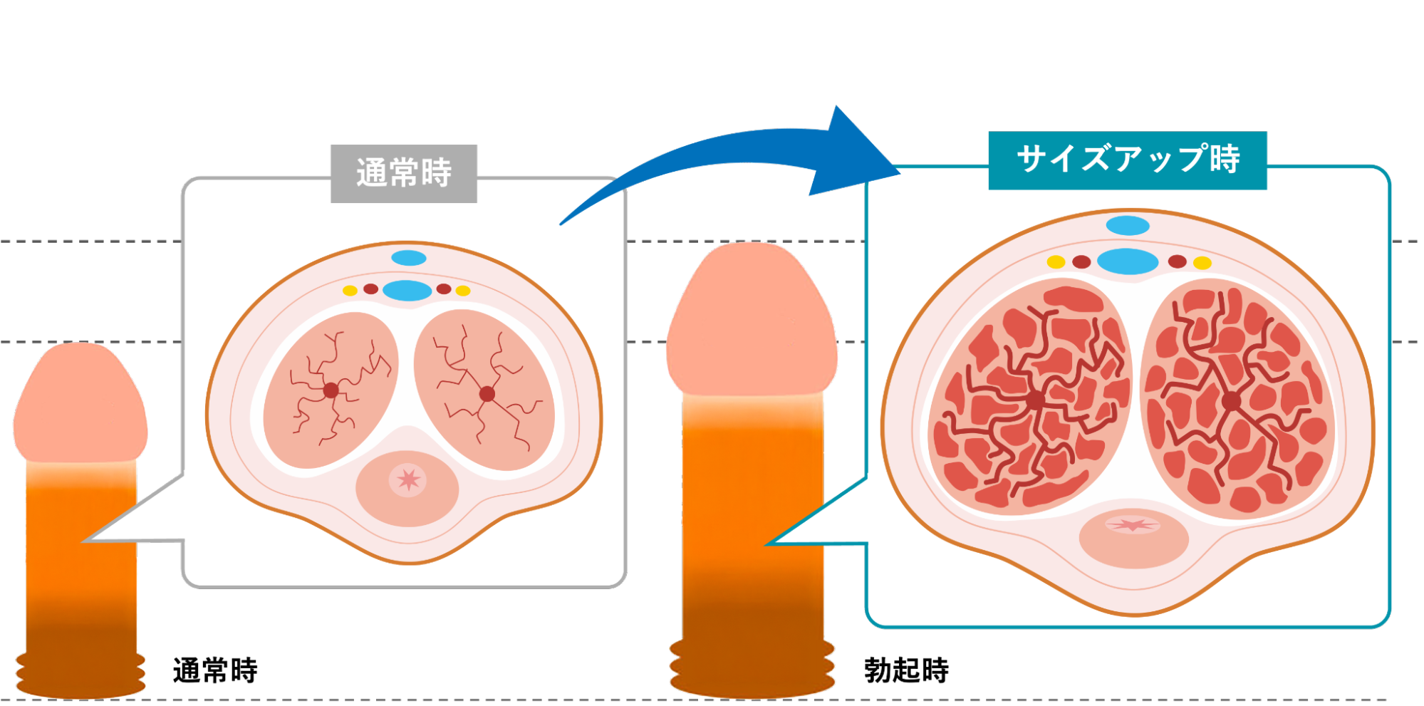 海綿体に血液がたくさん流れ込みサイズが大きくなるイメージ