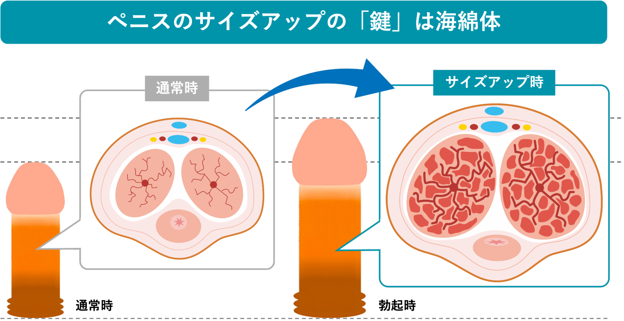 ペニスのサイズアップの「鍵」は海綿体
