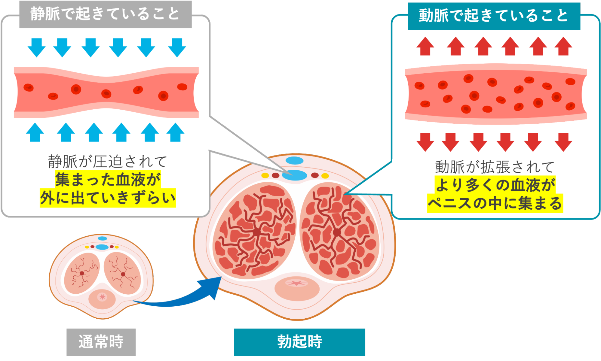 勃起時に静脈と動脈で起きていること