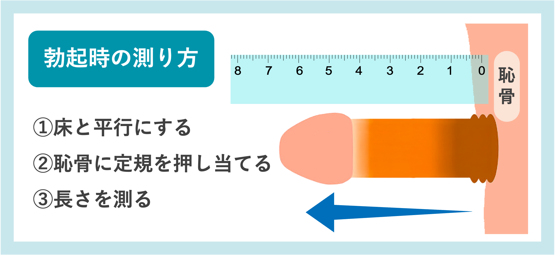 勃起時のサイズの測り方