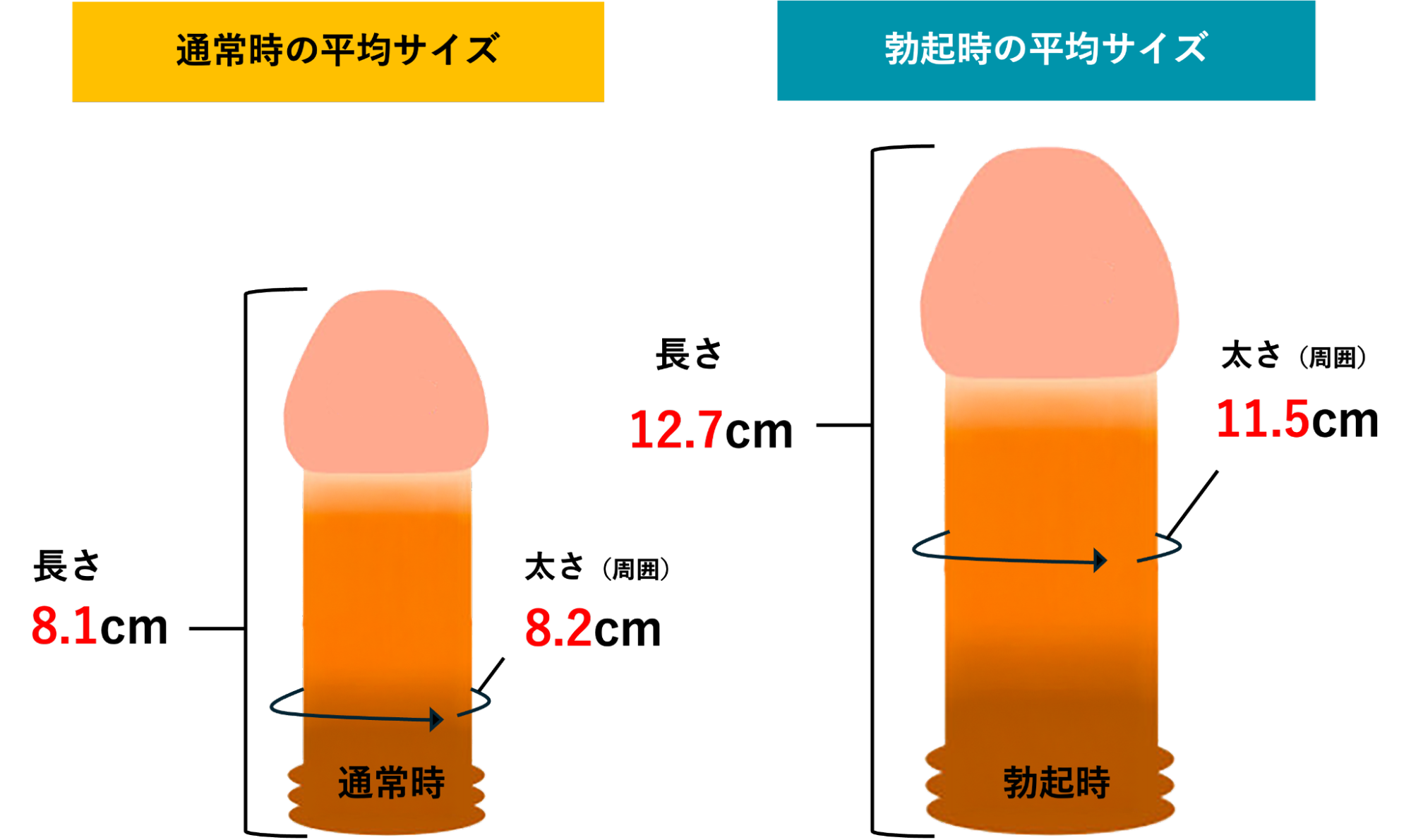 日本人男性ペニスの通常時と勃起時の平均サイズ