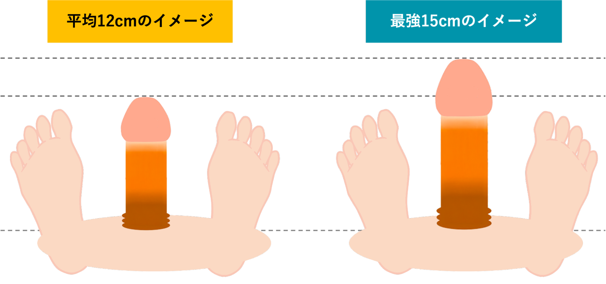 平均12cmと15cmのペニスの大きさの比較イメージ