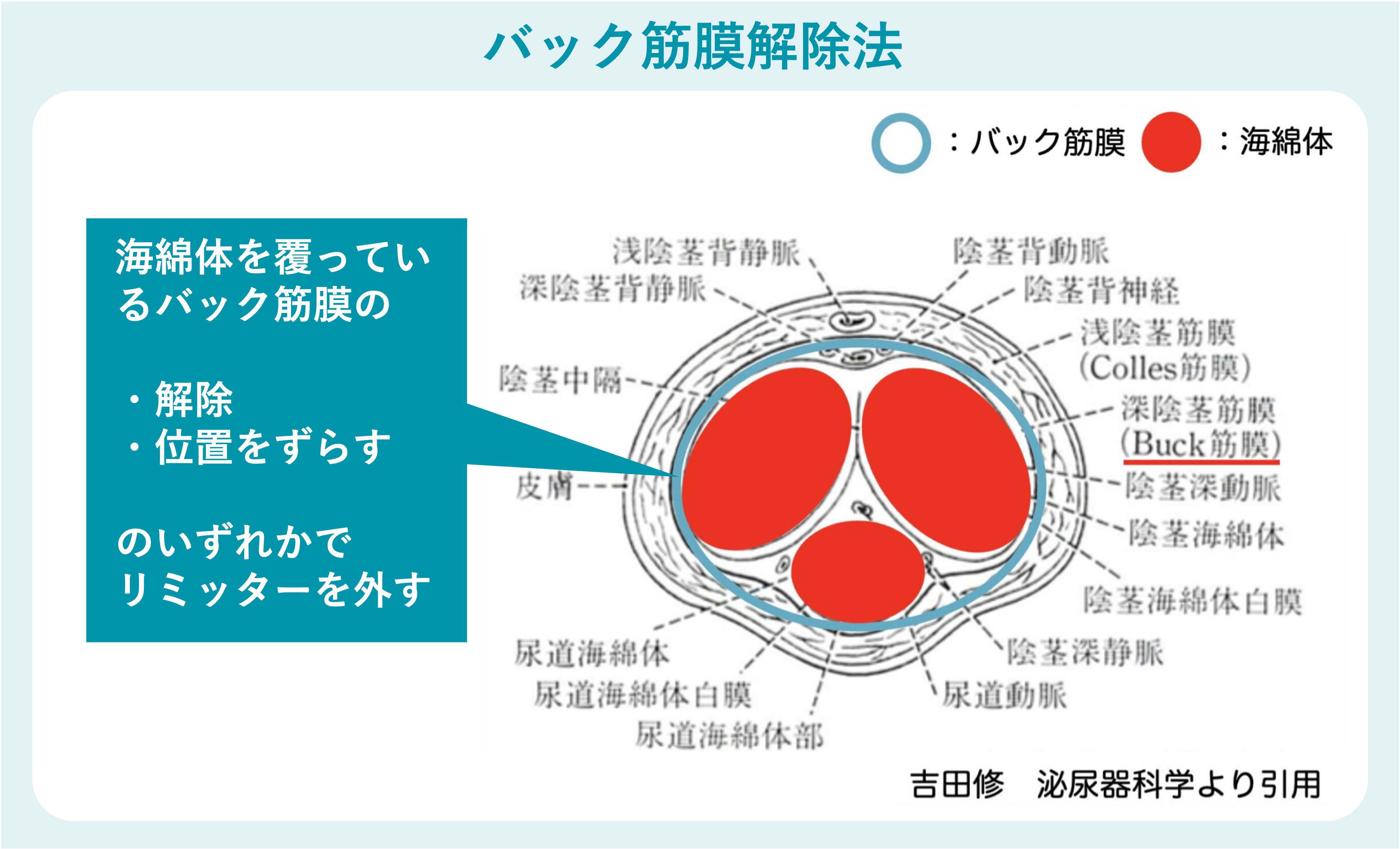 バック筋膜解除法の解説