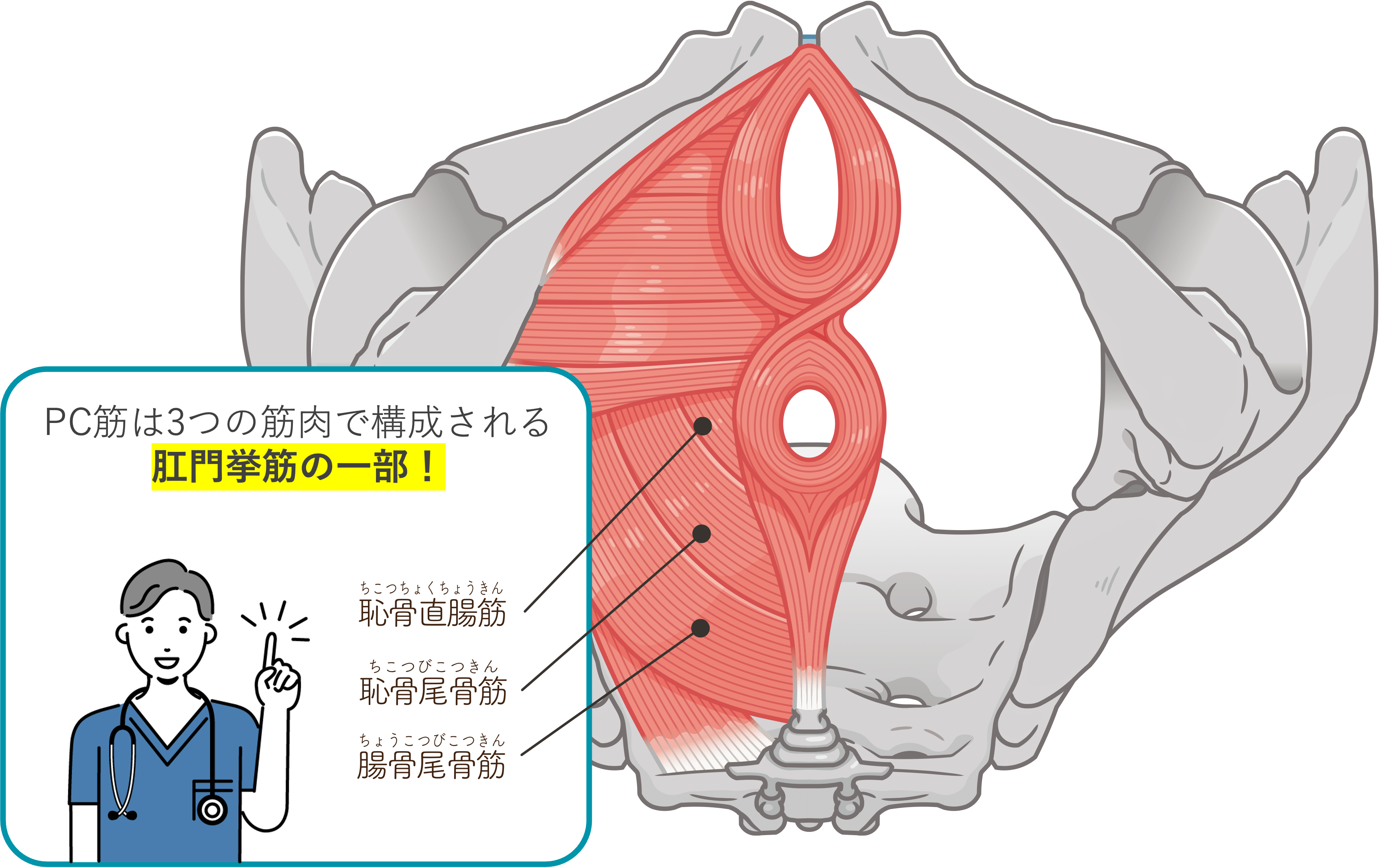 PC筋のイメージ