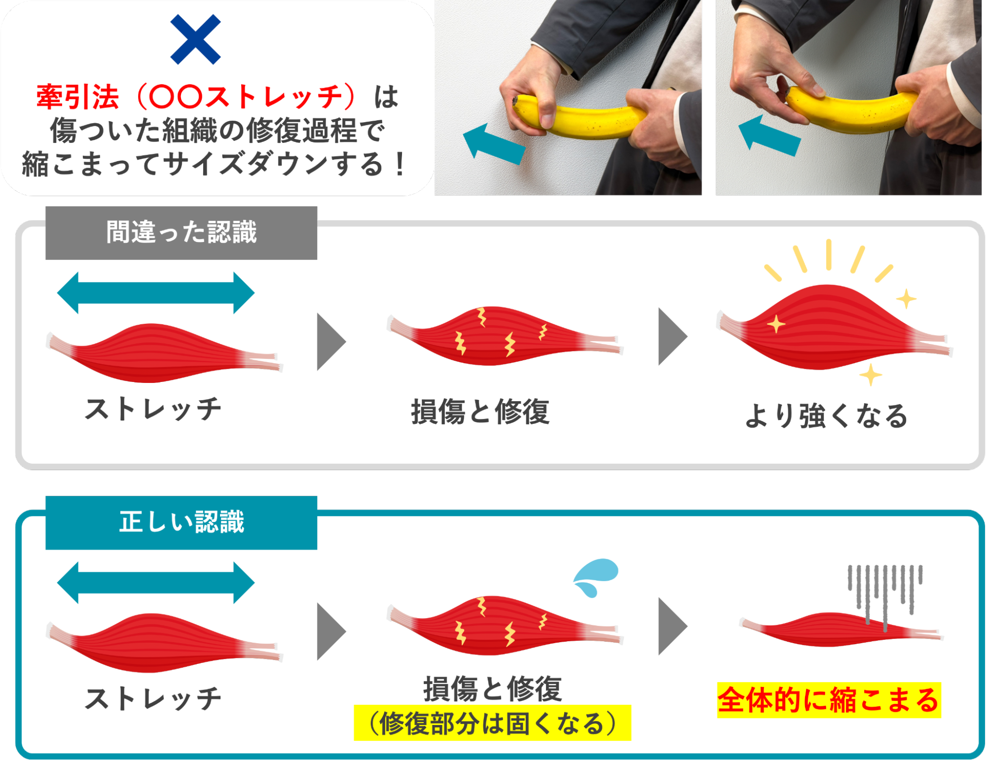 牽引法によってペニスがサイズダウンする理由の解説