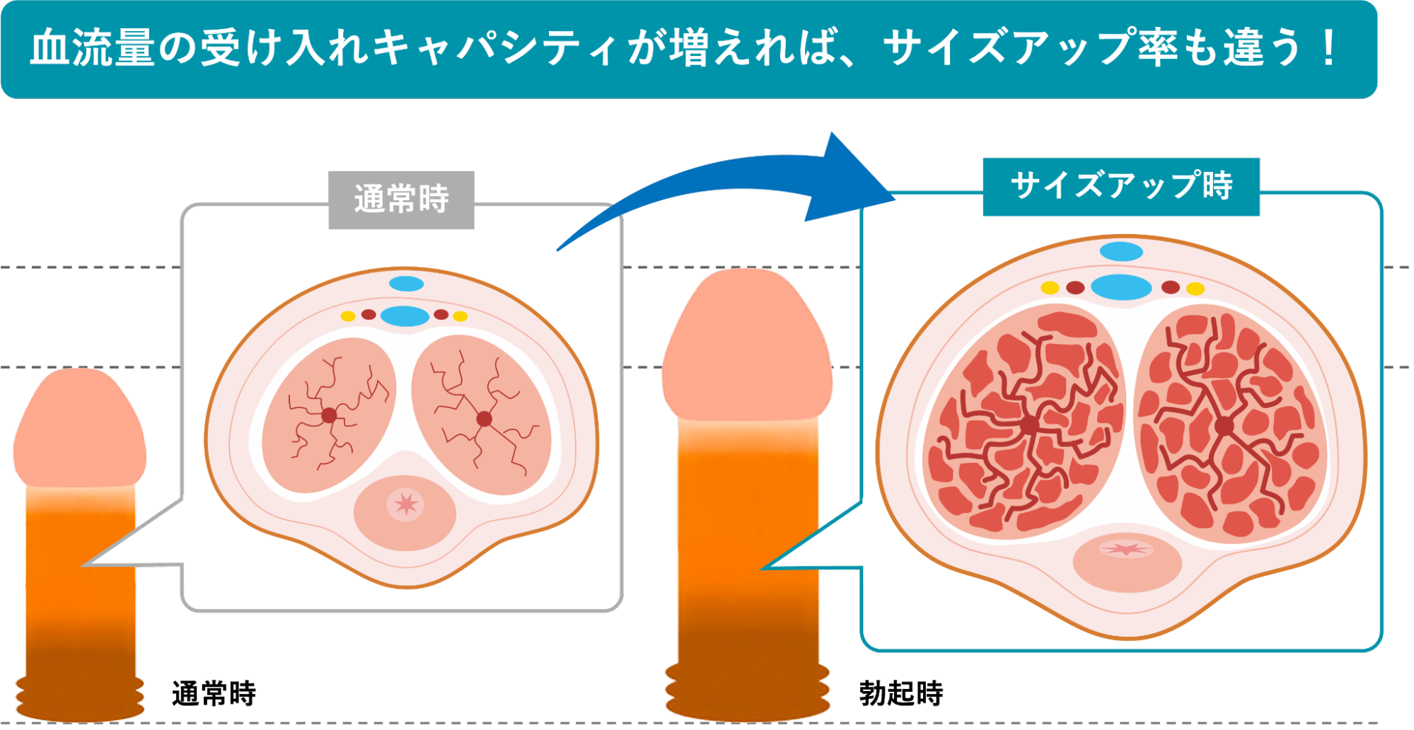 血流量が増えたことでサイズアップしたペニスのイメージ