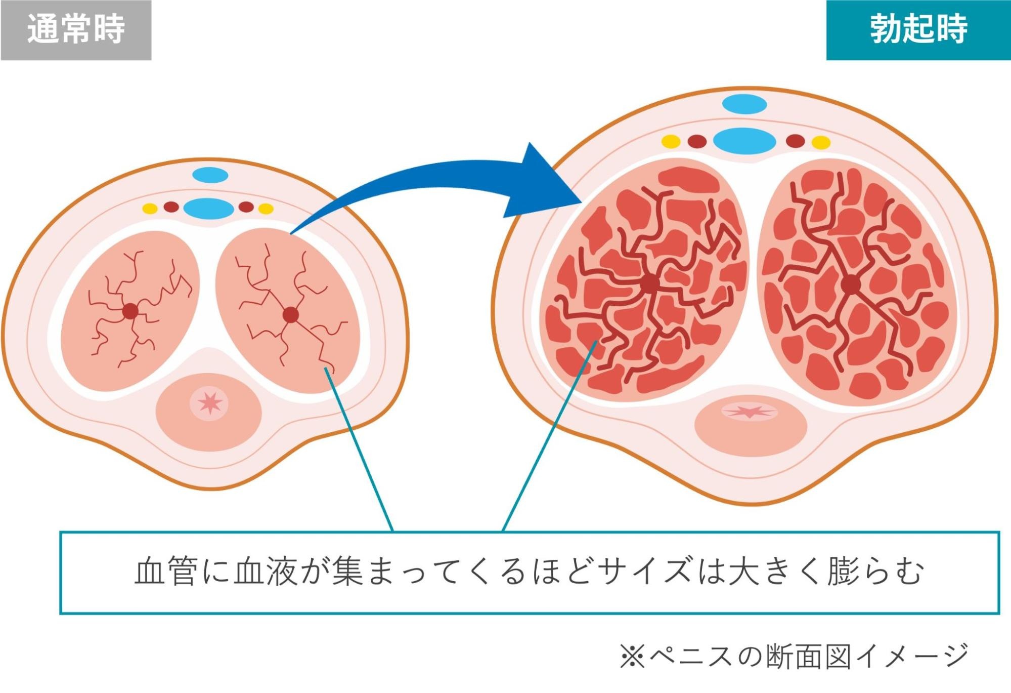 通常時と勃起時のペニスの断面図のイメージ