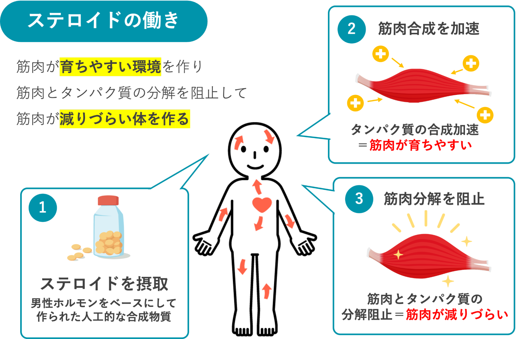ステロイドの働きを説明した図