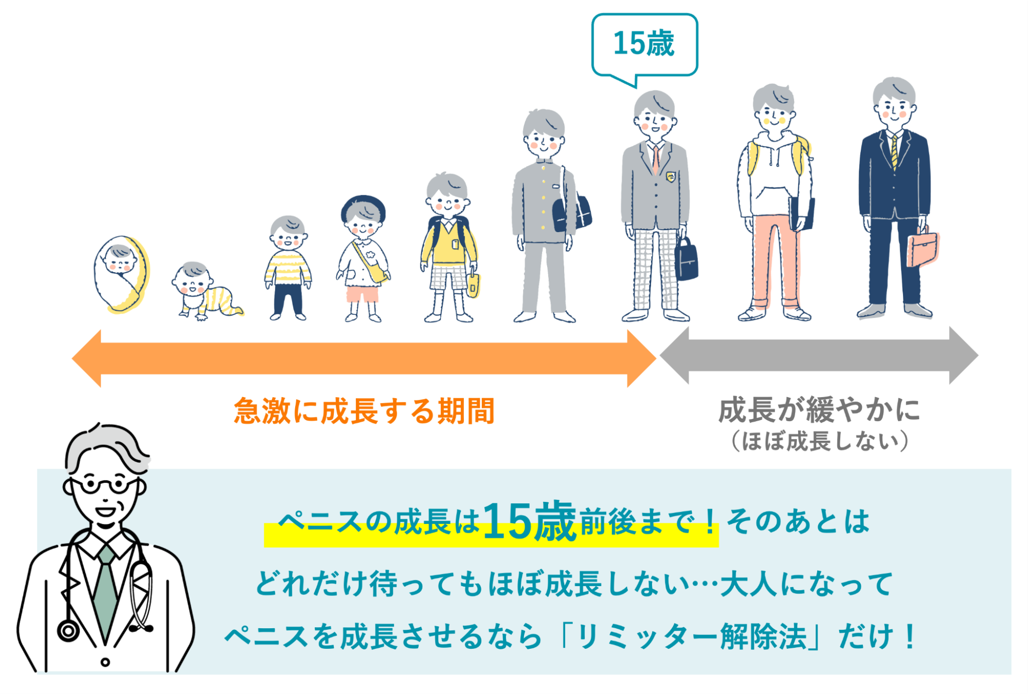 ペニスの成長期間のイメージ
