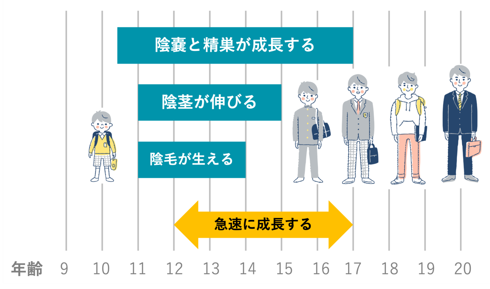 男性のペニスの成長時期のイメージ