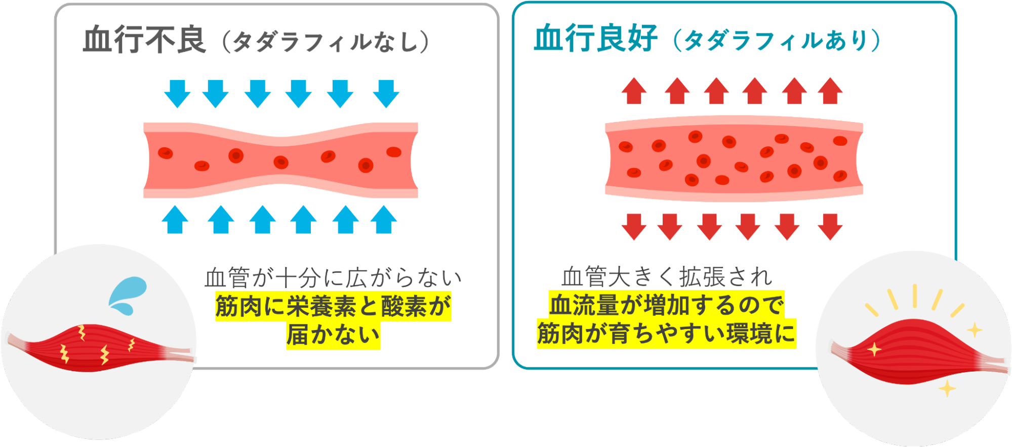 タダラフィルの有無による血管の広がりの違い