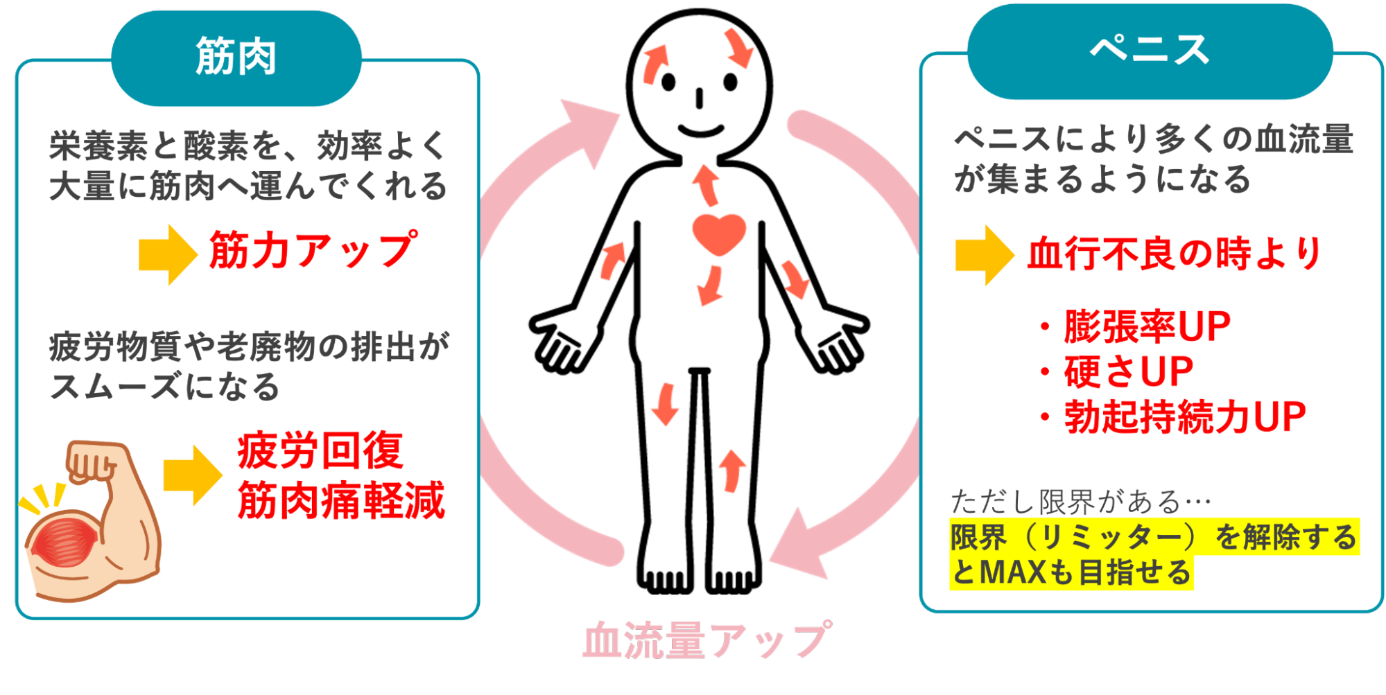 血流量アップによる筋肉とペニスへの良い作用