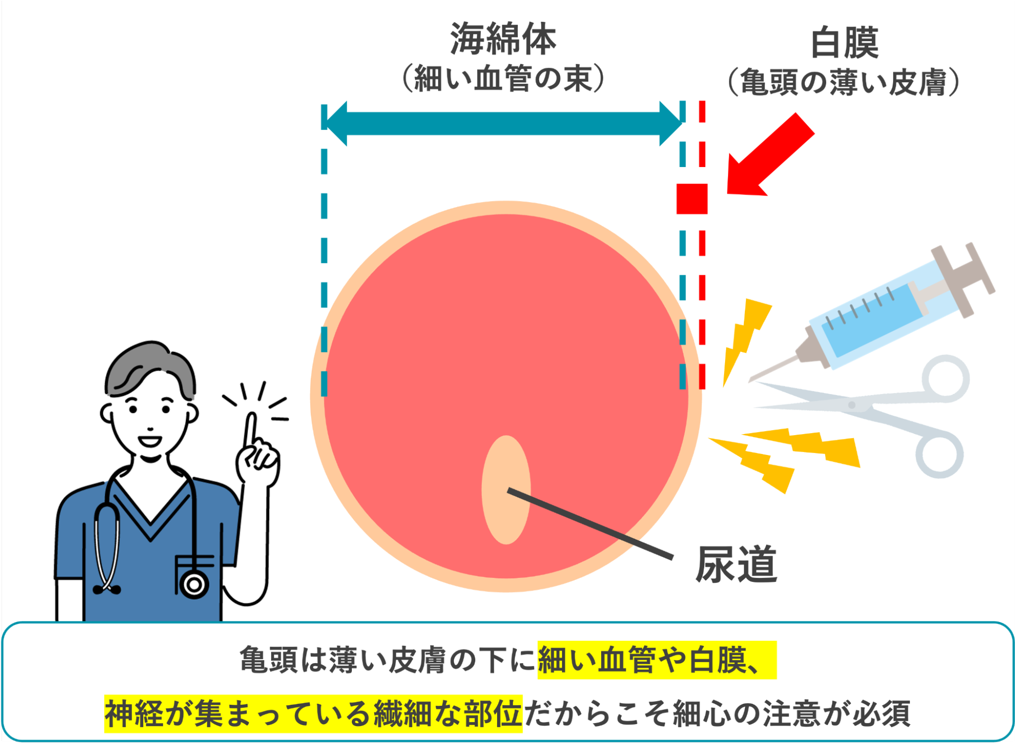 亀頭の皮膚への施術は注意が必要であることを説明した図